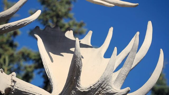 Old Crow, Canada. Detail of Native american indian totem pole made out of moose and caribou antlers. Trees and blue sky in the bakground.