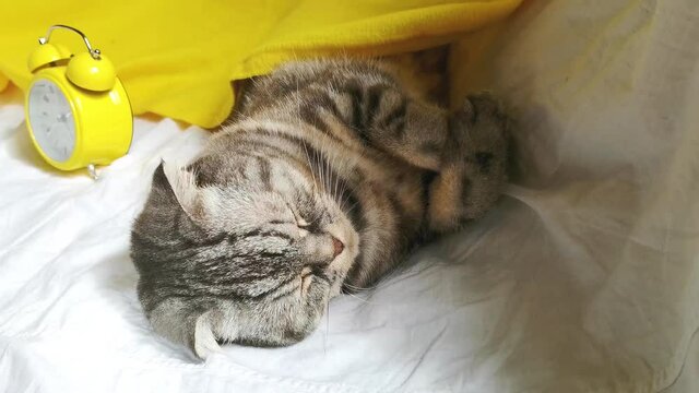 A black and gray striped Scottish fold cat sleeps on the sofa, behind it is a yellow alarm clock. The concept of morning, awakening. Cute funny pet.