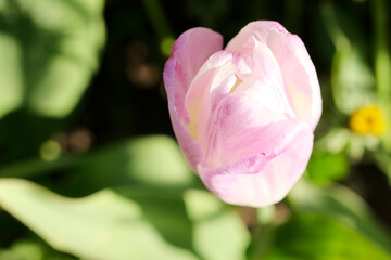 Amazing view of colorful yellow tulip flowering in the garden and green grass landscape under natural sunlight at sunny summer or spring day. Close up spring tulip flowers background in morning nature