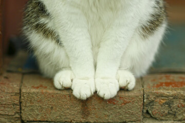 cats paw close up photo on the wooden country old house