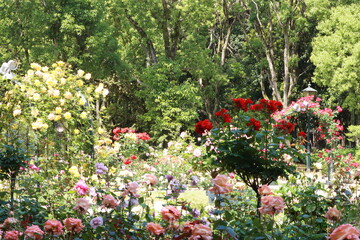 red poppies in the garden