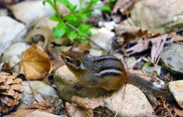 A tiny chipmunk with stripes on rocks and leaves