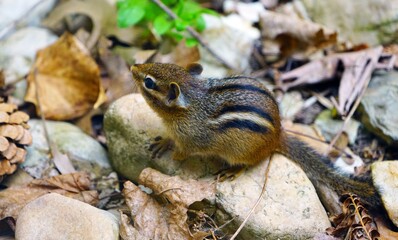 A tiny chipmunk with stripes on rocks and leaves
