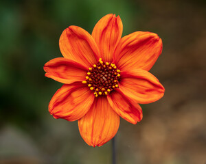orange flower in the garden