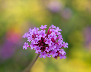 Purple flowers in the garden