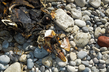 Death corpse of dolphin