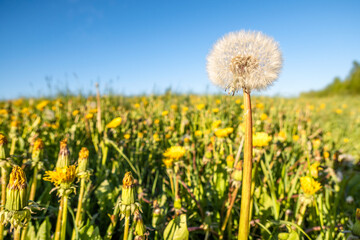 Panoramic view of fresh green grass with bloom head dandelion flower on field and blue sky in spring summer outdoors. Beautiful natural landscape with soft focus, copy space.