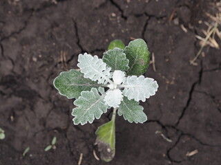 Spring planting of flowers. A young cineraria plant is planted in a garden bed.
