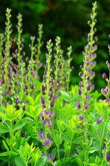 Blue flower spikes of the false indigo Baptisia Australis
