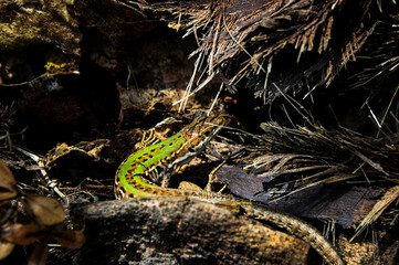 lizard on the rock