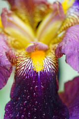 Close-up full bloom view of a purple and yellow bearded iris flower © eqroy