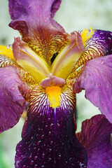 Close-up full bloom view of a purple and yellow bearded iris flower © eqroy