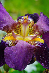Close-up full bloom view of a purple and yellow bearded iris flower © eqroy
