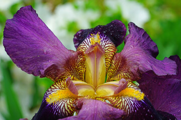 Close-up full bloom view of a purple and yellow bearded iris flower © eqroy