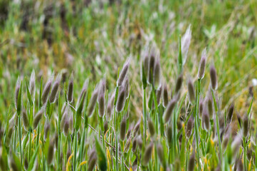 green grass background