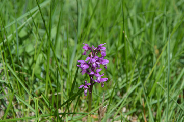Close up of endangered red list orchid