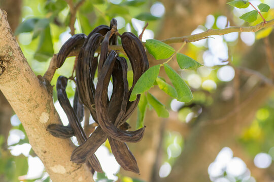 Carob tree (Ceratonia siliqua) fruits, hanging from a branch. 