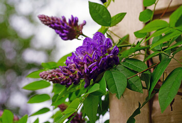 Purple flower of the Japanese wisteria floribunda in bloom