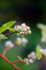 Green berries growing on a blueberry bush in the garden