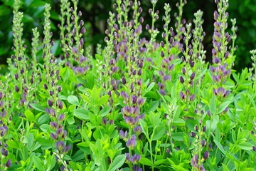 Blue flower spikes of the false indigo Baptisia Australis