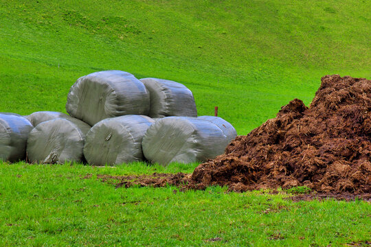 Bales of hay and cow dung lie on the meadow 
