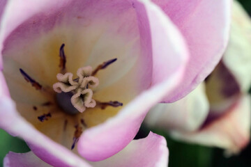 Amazing view of colorful yellow tulip flowering in the garden and green grass landscape under...
