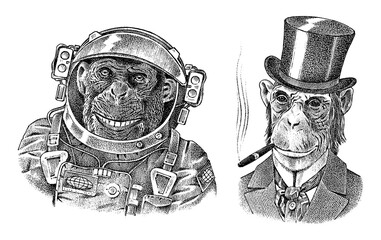 Monkey astronaut and gentleman with a cigar. Chimpanzee Spaceman dressed in Suit. Fashion Animal character. Hand drawn sketch. Vector engraved illustration for label, logo and T-shirts or tattoo.