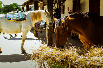 caballo de monta con arneses alimentándose con hierba seca