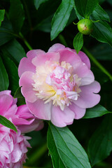 Fragrant pink and yellow peony sorbet flower in bloom