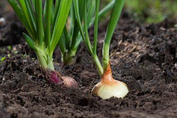 Onion grows from the dugout. Fresh harvest in the garden.