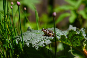 A frog sits on a large green leaf of a plant under the sun.