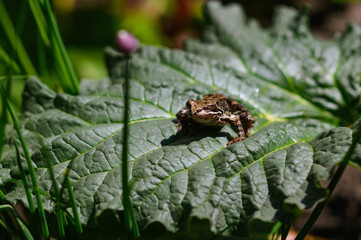 A frog is sitting on a green leaf waiting for an insect.