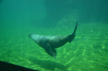 Obraz premium Harbor seal (Phoca vitulina) in Frankfurt zoo