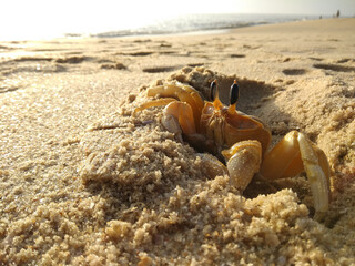 Ghost crab on a golden sand beach in the afternoon