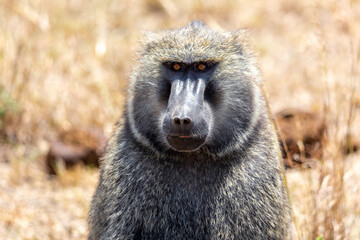 Wild olive baboon monkey portrait in Masai Mara National Park, Kenya. Safari in Africa