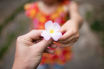 小さな花を手渡す親子