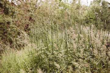 Tall grass in the summertime. 