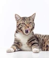 happy licking tabby cat