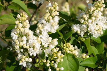 White lilac variety “Lunnyj Svet