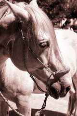 caballo de monta con arneses alimentándose con hierba seca