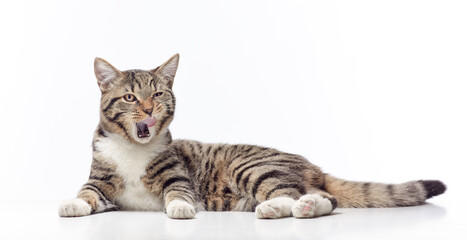 happy licking tabby cat