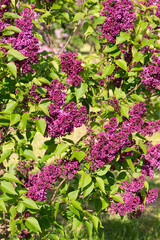 Purple lilac variety "Volcan" flowering in a garden. Latin name: Syringa Vulgaris..