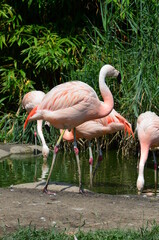 Beautiful group of flamingos with their long necks