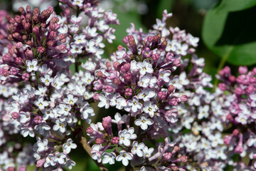 Blue lilac variety “Woodland Blue" flowering in a garden. Latin name: Syringa Vulgaris..