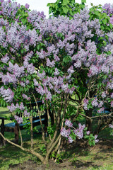 Blue lilac variety “Woodland Blue" flowering in a garden. Latin name: Syringa Vulgaris..