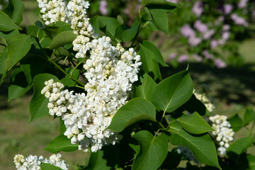 White lilac variety “John Kennedy" flowering in a garden. Latin name: Syringa Vulgaris..