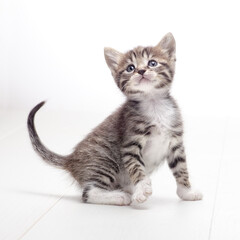 my tabby kitten