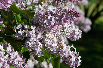 Obraz premium Violet lilac variety “Gaistosais Sapnis