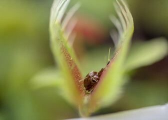 apiomeris lonispinis Venus Fly Trap macro photo