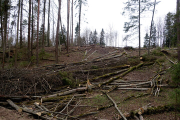 Many pine trees cut in wild forest.